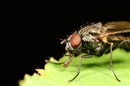 Fotos_Fliegen, Mücken, Schnaken
