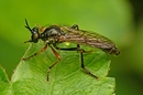 Fotos_Fliegen, Mücken, Schnaken