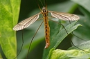 Fotos_Fliegen, Mücken, Schnaken