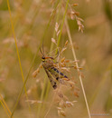 Fotos_Fliegen, Mücken, Schnaken