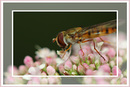 Fotos_Fliegen, Mücken, Schnaken