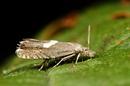 Fotos_Fliegen, Mücken, Schnaken