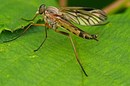 Fotos_Fliegen, Mücken, Schnaken