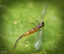 Fotos_Fliegen, Mücken, Schnaken