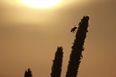 Fliege
