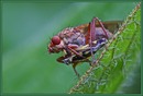 Fotos_Fliegen, Mücken, Schnaken
