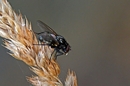Fotos_Fliegen, Mücken, Schnaken