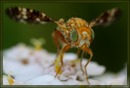 Fotos_Fliegen, Mücken, Schnaken