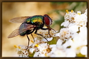 Fotos_Fliegen, Mücken, Schnaken