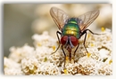 Fotos_Fliegen, Mücken, Schnaken