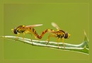 Fotos_Fliegen, Mücken, Schnaken