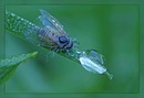 Fotos_Fliegen, Mücken, Schnaken