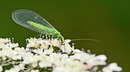 Fotos_Fliegen, Mücken, Schnaken
