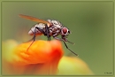 nur eine Fliege
