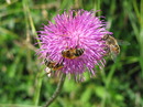 Fotos_Fliegen, Mücken, Schnaken