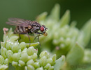 Fotos_Fliegen, Mücken, Schnaken