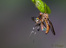 Raubfliege mit Beute