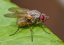 Fotos_Fliegen, Mücken, Schnaken