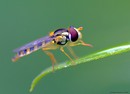 Fotos_Fliegen, Mücken, Schnaken