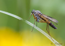 Fotos_Fliegen, Mücken, Schnaken