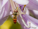 Fotos_Fliegen, Mücken, Schnaken