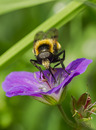 Fotos_Fliegen, Mücken, Schnaken