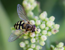 Fotos_Fliegen, Mücken, Schnaken