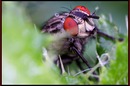 Fotos_Fliegen, Mücken, Schnaken