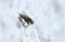 Fotos_Fliegen, Mücken, Schnaken