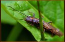 Fotos_Fliegen, Mücken, Schnaken