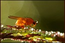 Fotos_Fliegen, Mücken, Schnaken