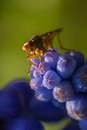 Fotos_Fliegen, Mücken, Schnaken
