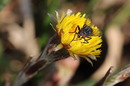 Fotos_Fliegen, Mücken, Schnaken