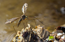 Fotos_Fliegen, Mücken, Schnaken