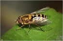 Fotos_Fliegen, Mücken, Schnaken