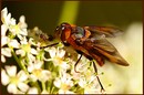 Fotos_Fliegen, Mücken, Schnaken
