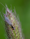Schwebfliege am Abend