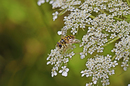 Fotos_Fliegen, Mücken, Schnaken