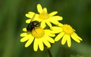 Fotos_Fliegen, Mücken, Schnaken