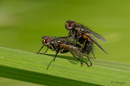 Fotos_Fliegen, Mücken, Schnaken