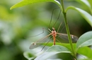 Fotos_Fliegen, Mücken, Schnaken