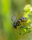 Fotos_Fliegen, Mücken, Schnaken