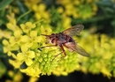 Fotos_Fliegen, Mücken, Schnaken