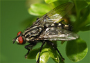 Fotos_Fliegen, Mücken, Schnaken
