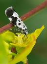 Fotos_Fliegen, Mücken, Schnaken