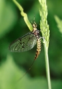 Fotos_Fliegen, Mücken, Schnaken