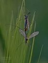 Fotos_Fliegen, Mücken, Schnaken