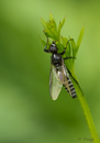 Fotos_Fliegen, Mücken, Schnaken