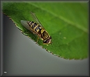 Fotos_Fliegen, Mücken, Schnaken