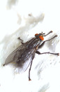 Fotos_Fliegen, Mücken, Schnaken